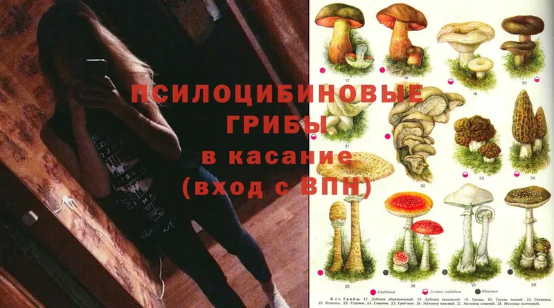 цена наркотик  Байкальск  Галлюциногенные грибы Psilocybine cubensis 